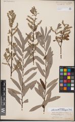 Foto von Salix aurita L. x Salix eleagnos Scop.